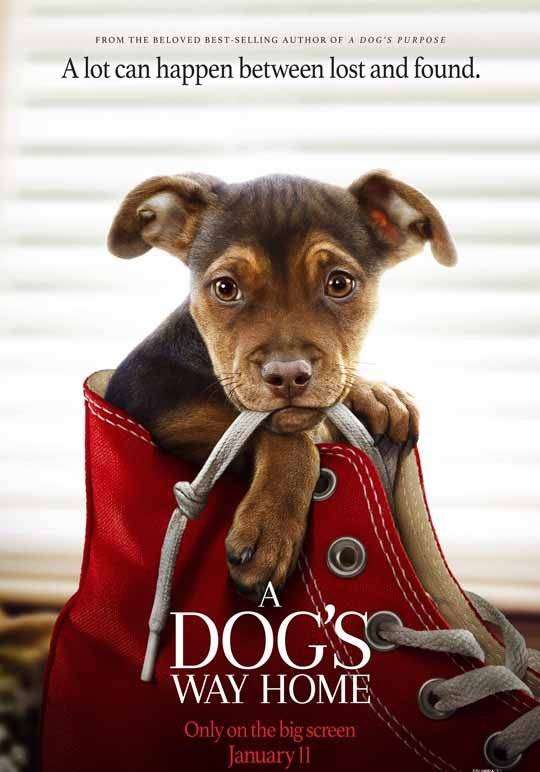 مشاهدة فيلم A Dog’s Way Home 2019 مترجم مشاهدة فيلم A Dog’s Way Home 2019 مترجم
