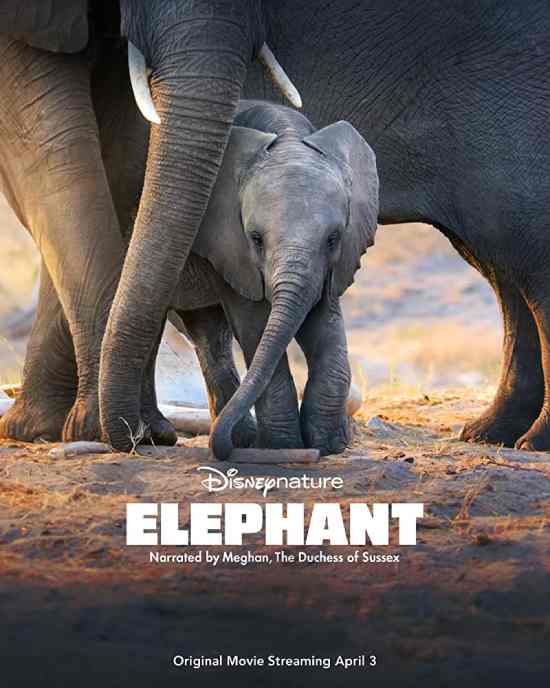Elephant Elephant